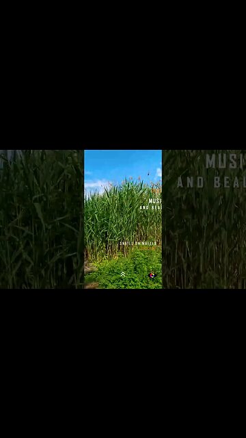 VACARESTI DELTA - Urban Jungle BIKE RIDE, Bucharest | #shorts #short #shortvideo | HIP HOP mix | 🇷🇴