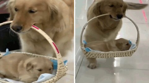 A female Labrador walks her puppy in a basket.