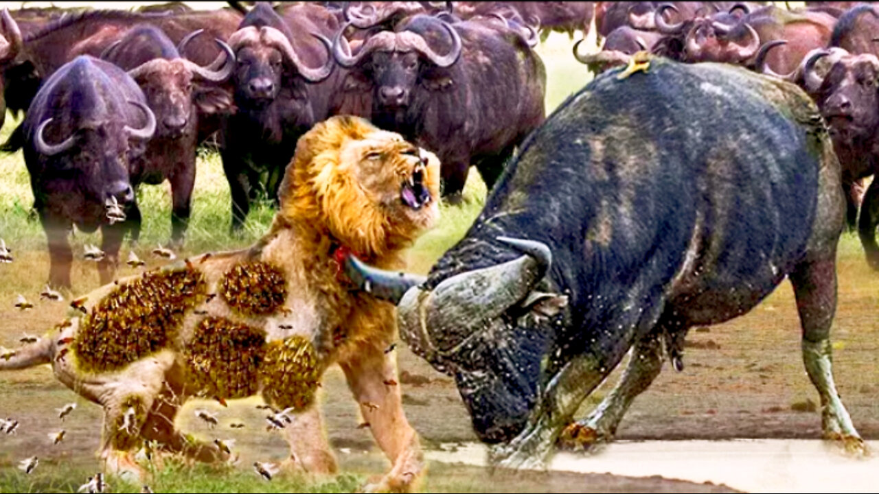 Rare Scene...Crazy Buffalo Is Bitten By A Lion While Attacking Their Comrades-Buffalo Vs Lion