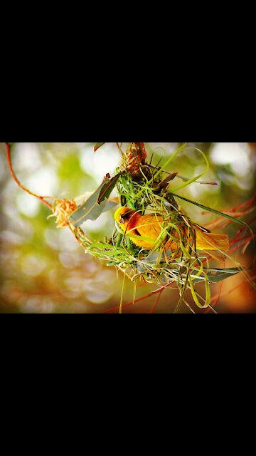 The most beautiful bird with so bright colors and wonderful sounds you could never see before