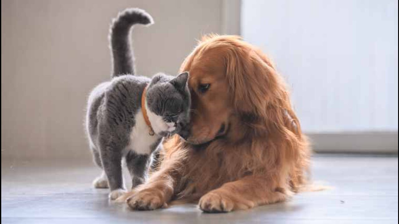 You can't believe when cat and dogs meet for the first time