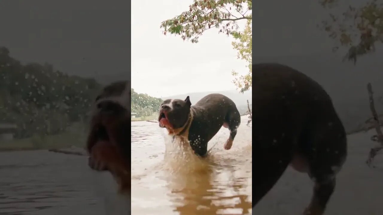 Bad Dogs Playing In Water