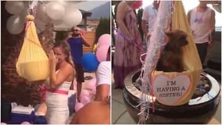 Adorable dog assists in gender reveal