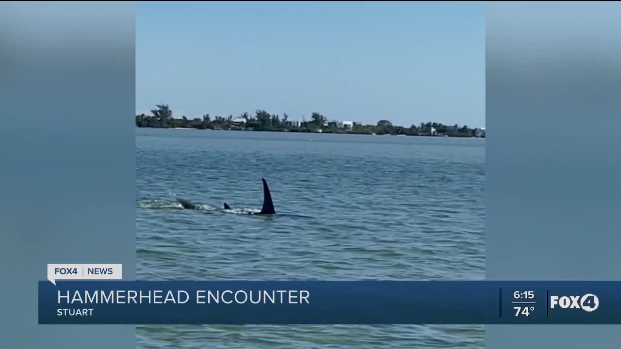 Shark encounter