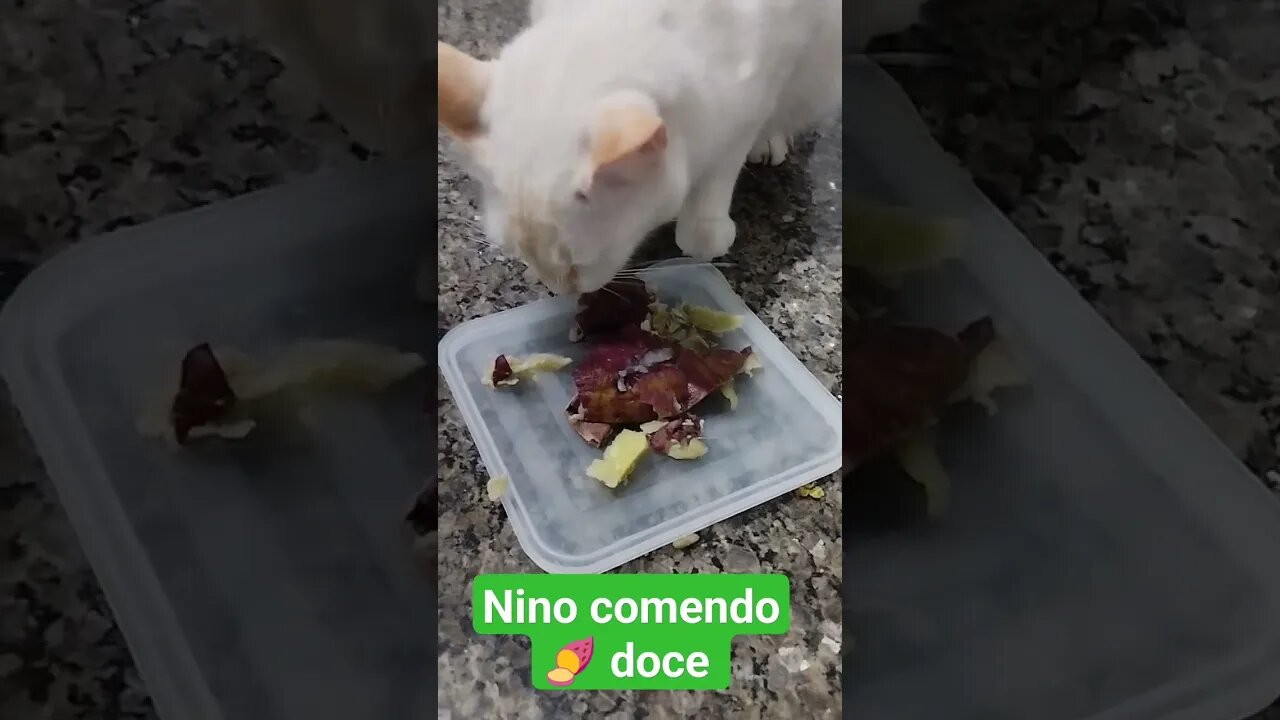 #gatos