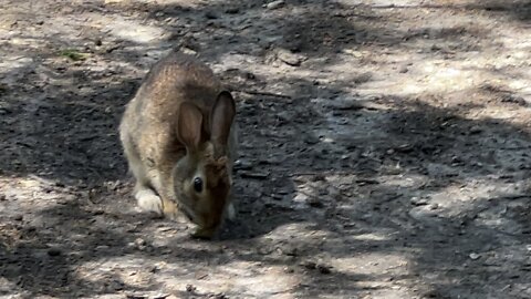 Buddy rabbit stopped by 🙏