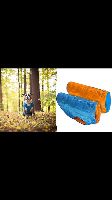 funny dogs videos| dogslovers| dogshit|susantha 11 |#shorts