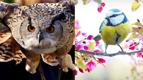 Most beautiful birds on planet earth