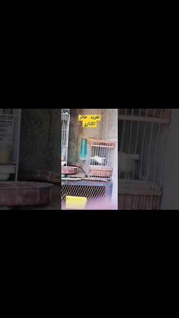 أجمل تغريد طائر الكناري كيوت روعة