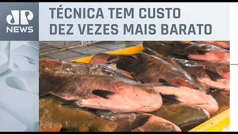 Embrapa usa laser para identificar mercúrio em peixes e solos contaminados