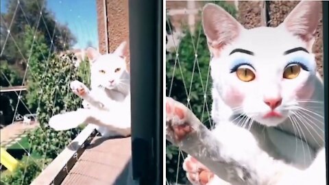 Cat Video | Funny Cats And Cute Kittens 96
