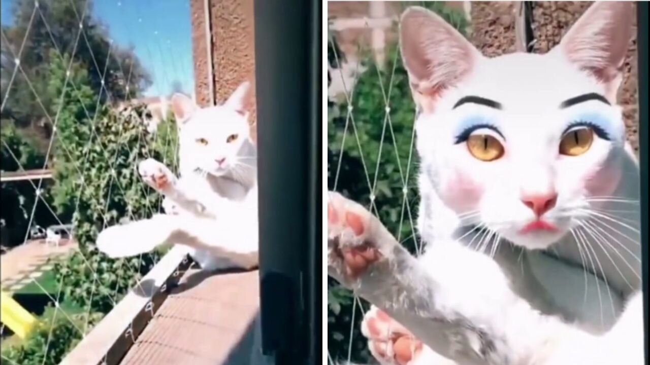 Cat Video | Funny Cats And Cute Kittens 96