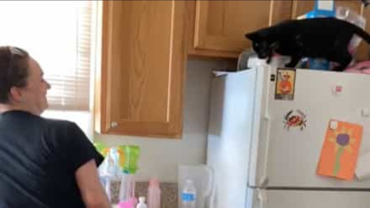 Over-protective cat won't let woman near dishes