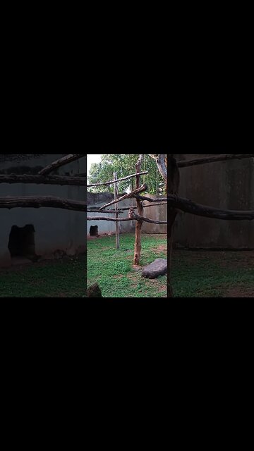 It's Monkey time. 😆