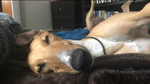 Cão adora dormir de barriga para cima!