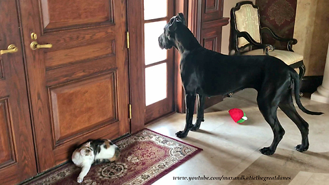 Great Dane Ignores Cat to Look out the Window and Do Yoga