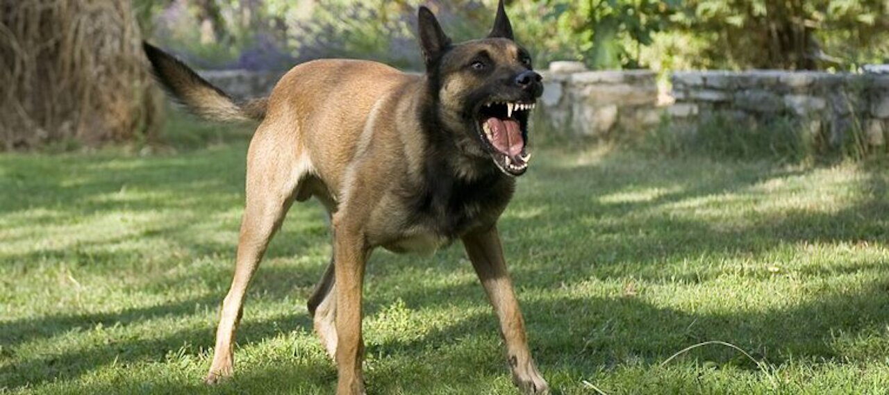 How to Train a Dog to Attack (K9-1.com)