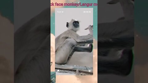 Black face 🙊 🙈 monkey/Langoor/Indian Gray monkey,#Shorts,#monkey, #langoor,#animalloberworld#