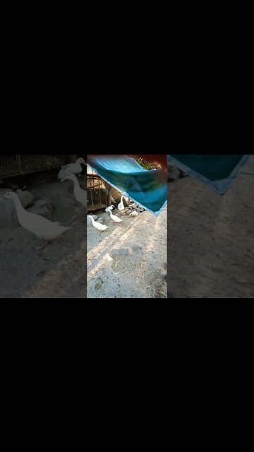 Drakes and Gander guarding a Duckling #ducks#ganders #geese #drakes