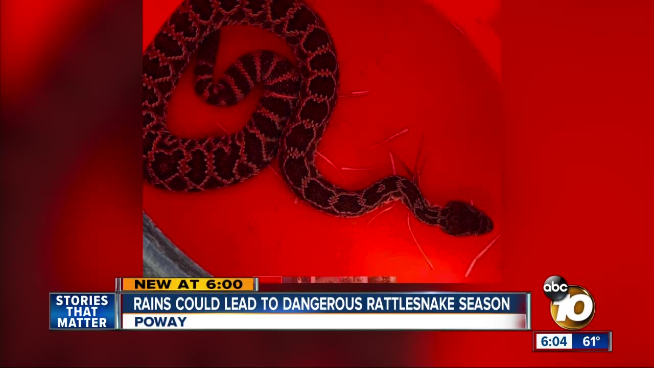 Rains could lead to dangerous rattlesnake season