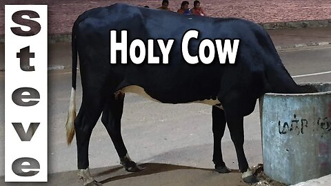 HOLY COW - Pondicherry Sunday Night Market 🇮🇳