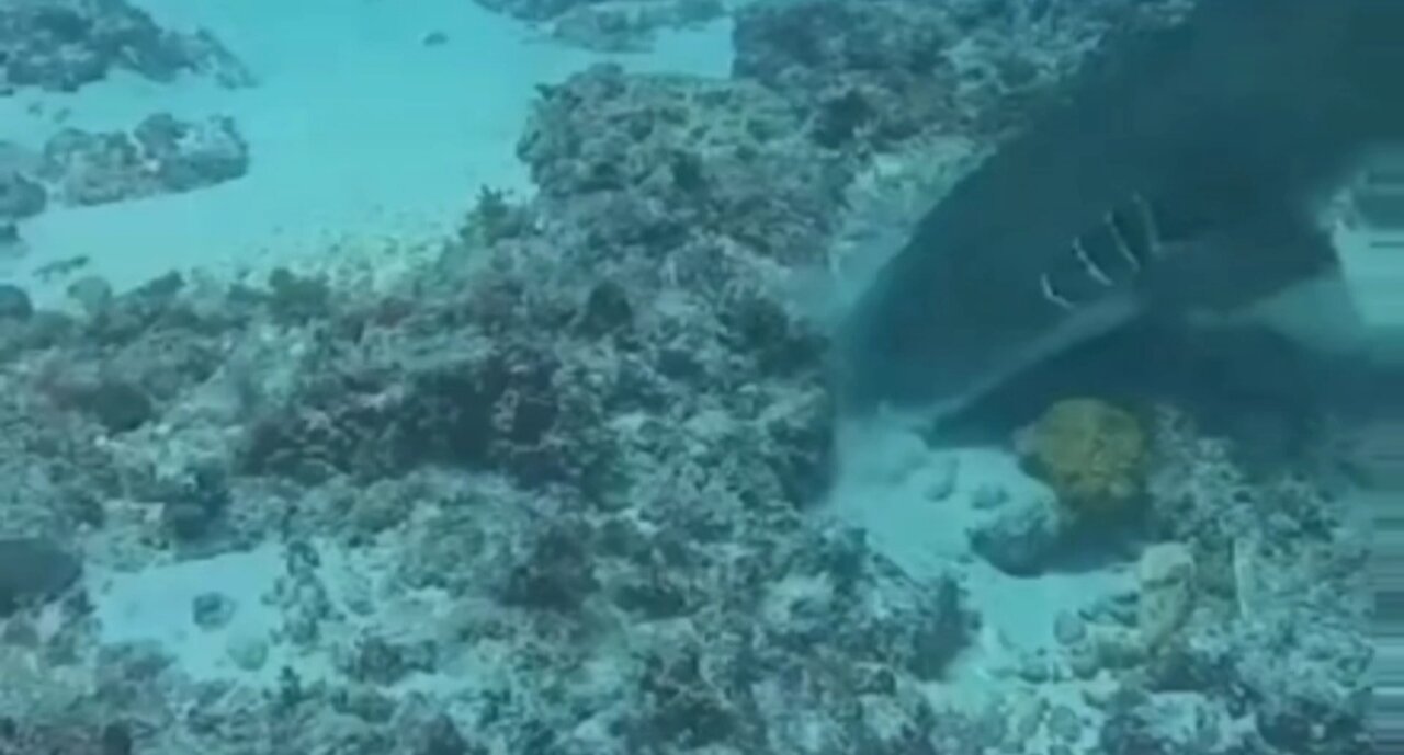 Shark vs Octopus Battle