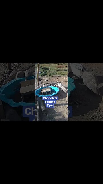 Farm surveillance cameras. Chocolate Guinea fowl