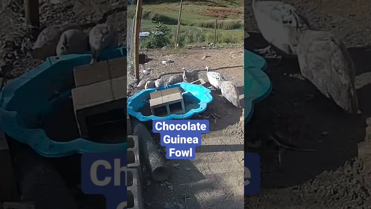 Farm surveillance cameras. Chocolate Guinea fowl