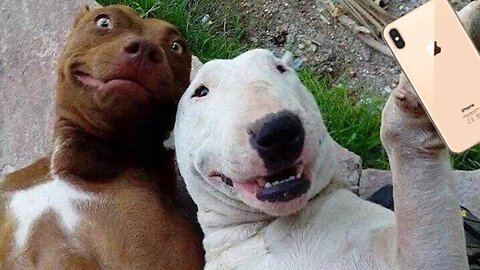 Funny animals will make you burst