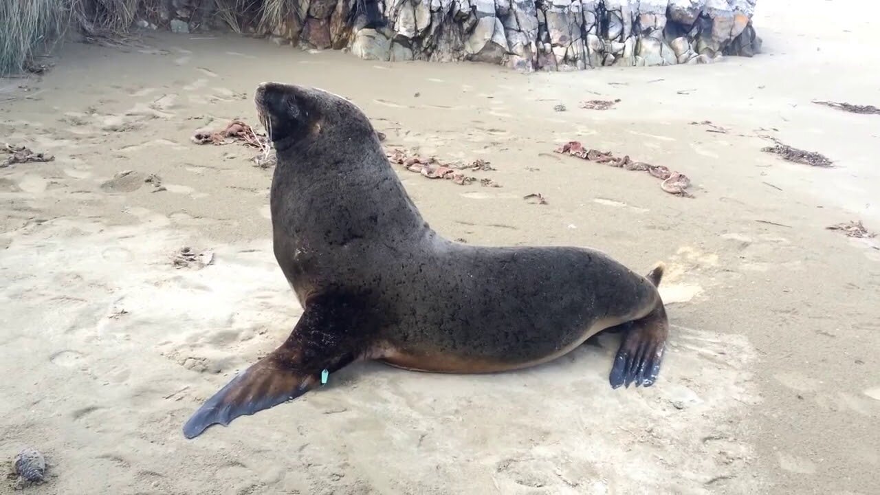 Farting & Pooping Seal