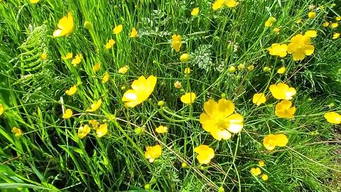 Nature#yorkshire #westyorkshire #nature #flowers #canal