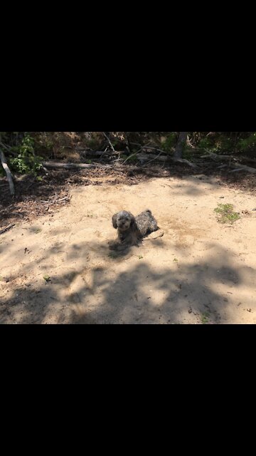 Chewbacca’s rock fetish! Pt 2