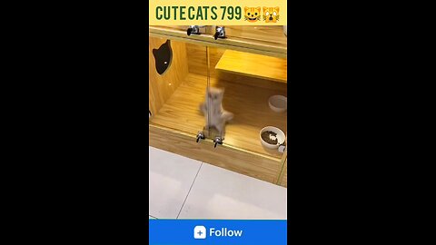 Funniest animals videos cats 🙀 and dogs 🐕 #shorts