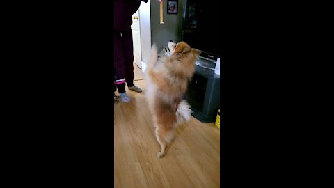 Dancing Pommy Toby