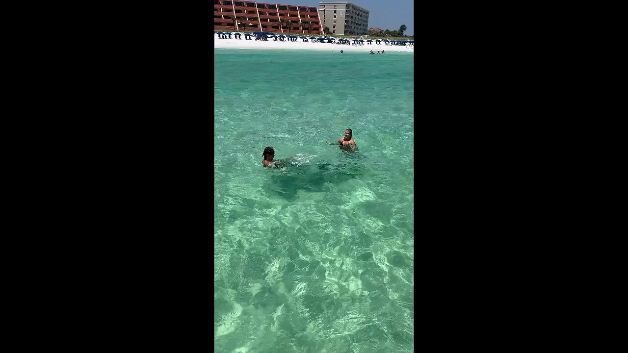 Tarpon along the beach of Destin Florida.