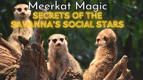 Meerkat Magic: Secrets of the Savanna's Social Stars