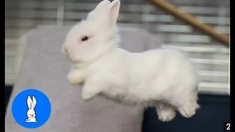 BABY BUNNY RABBITS BINKY - CUTEST COMPILATION