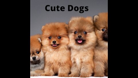 Cute dogs, love too