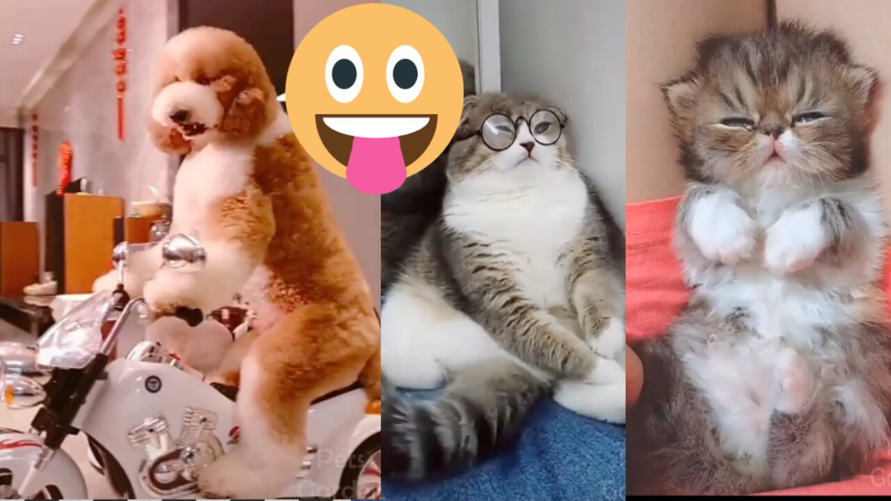 Cute pets and funny Animals 🤣🤩🐈Dpnadeeshani