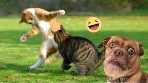 Best Funny Animal Videos 2023 😇 - Funniest Dogs 🐶 And Cats 😺🐴