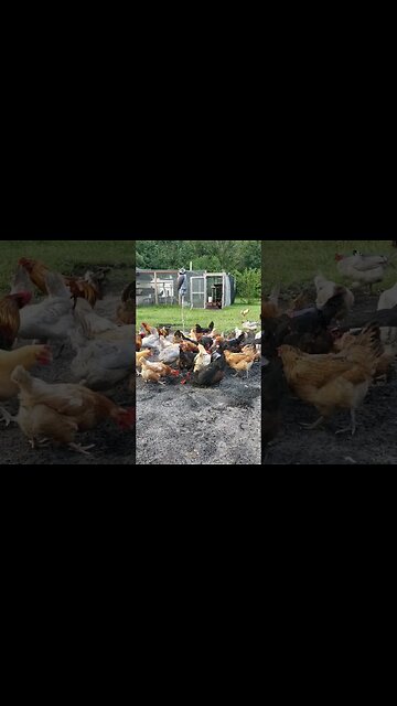 Parker, Daisy And #chickens #chickenshorts