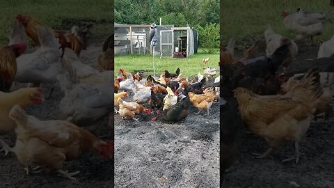 Parker, Daisy And #chickens #chickenshorts