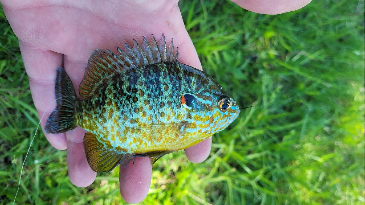 What do you really need to catch panfish E1