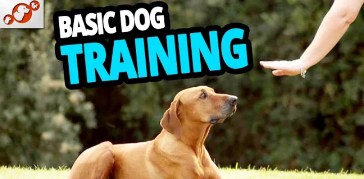 How to train your dog