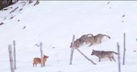 Dog escapes vicious wolves' attack