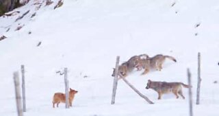 Dog escapes vicious wolves' attack