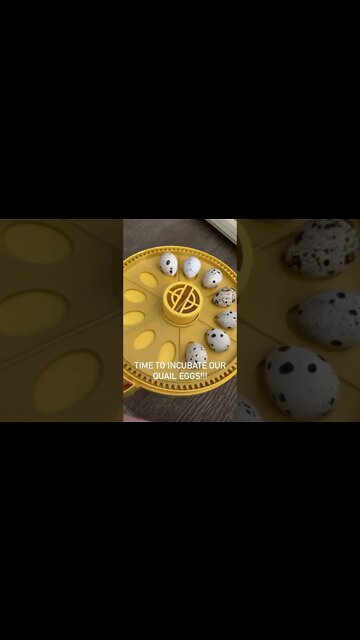 In about 17 days we will have teeny tiny baby quail 😍 #shorts #quail #hatchingeggs