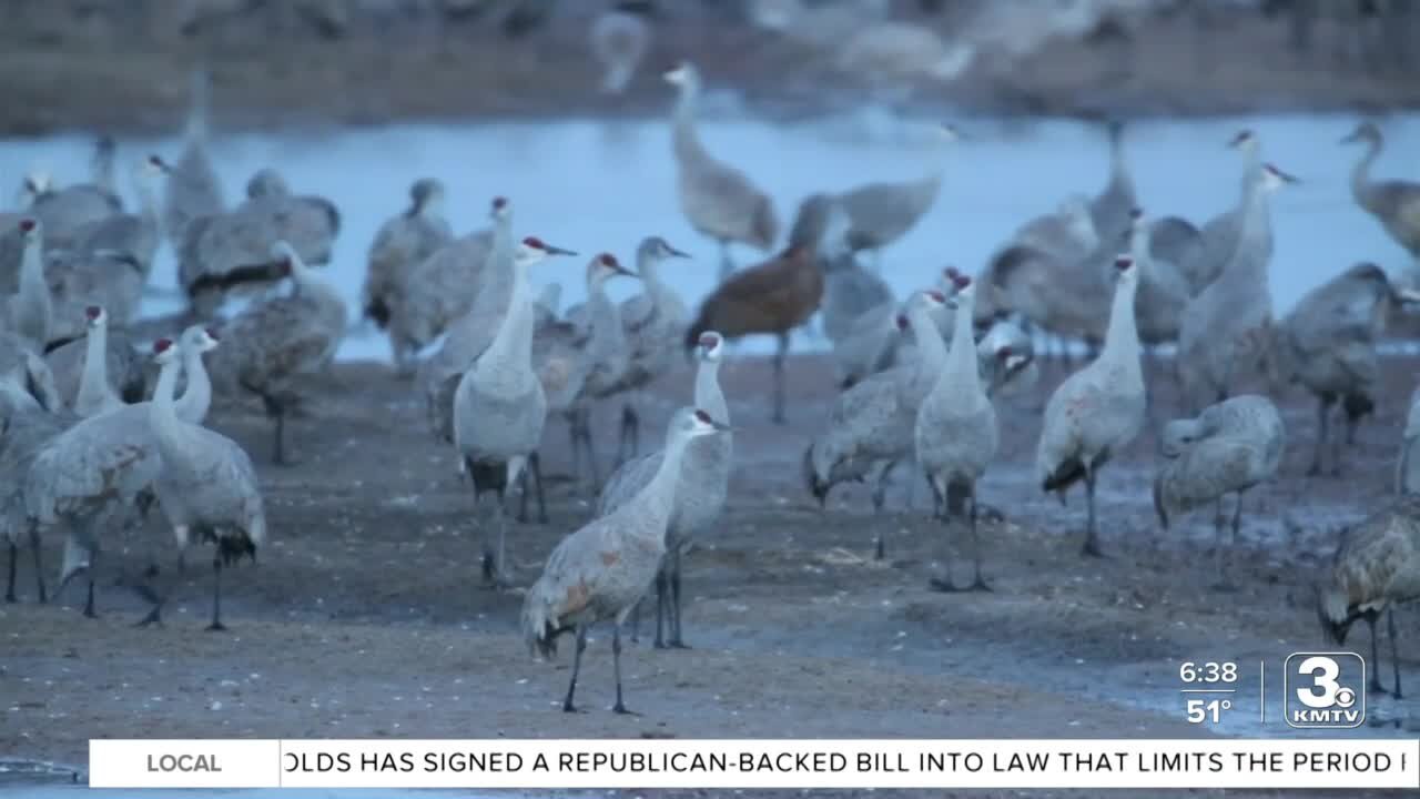 Sandhill Crane migration taking place