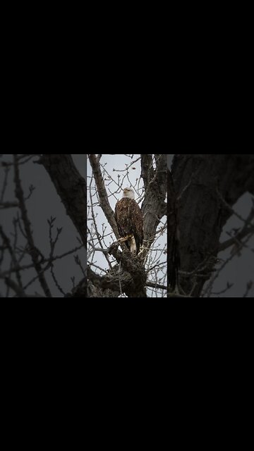 Wildlife Photography - Bald Eagle Photos #baldeagles #wildlifephotography