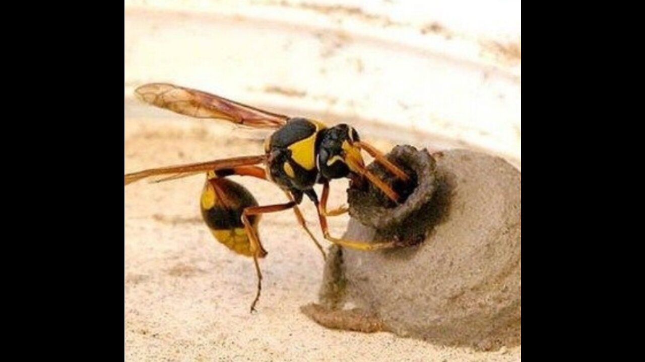 Mud Dauber(Bee) 🐝 insect Making Nest for Itself from Mud Soil